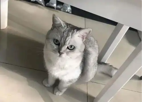 打滚表情包猫猫肚皮
