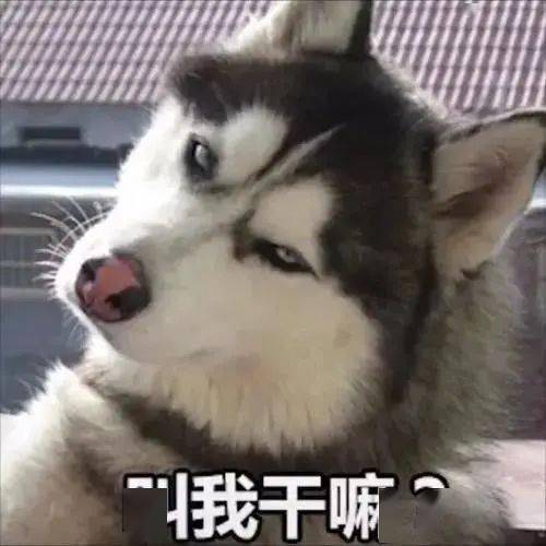 闭嘴的表情包一条狗哈哈