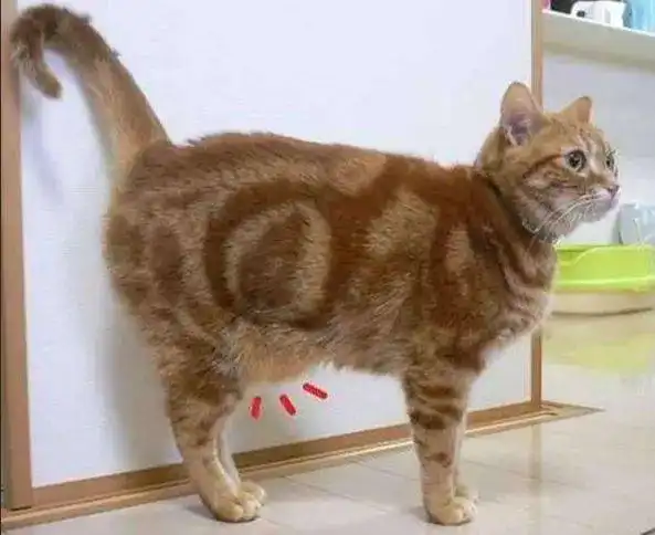  沙雕猫猫表情包