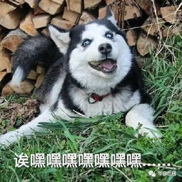  居民怀疑燃气泄漏报警,没想到元凶是它
