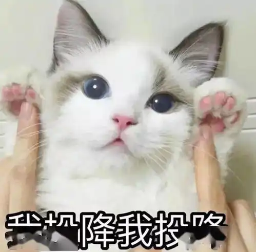  猫咪是怎样俘获当代年轻人的