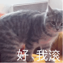  表情包你表情包太多,不想和你聊了