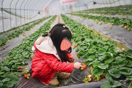  草莓熟啦昆明当季草莓采摘线路,趁现在人少赶紧去