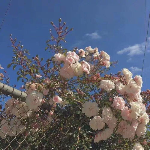  日常