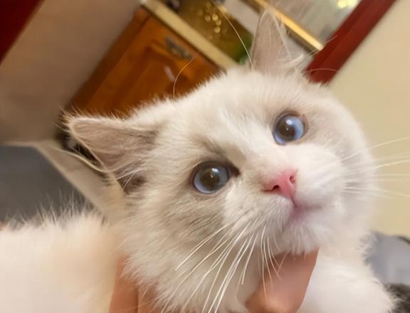  猫咪把你当亲妈的8大表现,占4条以上,说明它爱死你了