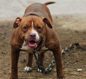  这样养狗太过分厦门一恶犬当街疯狂撕咬宠物狗,血溅一地女童崩溃大哭