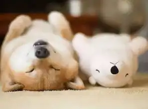  泪目,最爱的表情包柴犬去世了,再也看不见你的笑