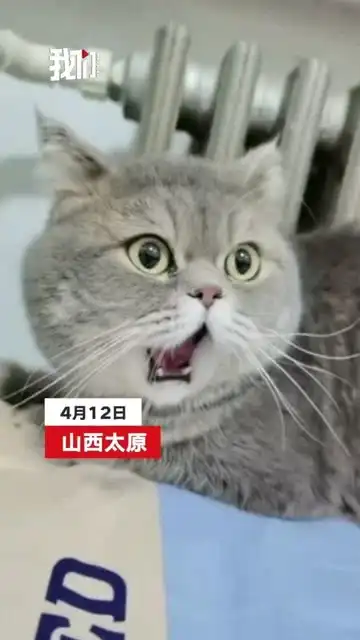  惊掉下巴小猫打哈欠没想到导致下巴脱臼处处都是表情包