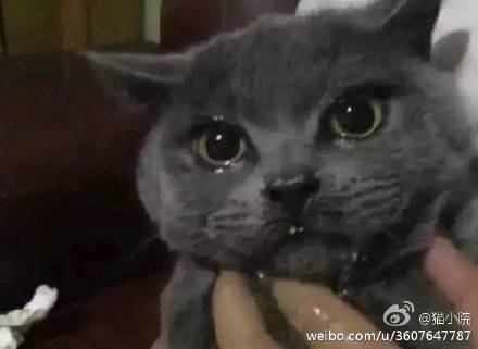 猫可爱表情包猫片