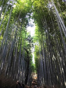  京都红叶狩赴一场秋日枫叶盛宴