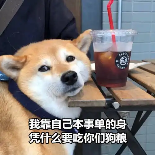 分析别人感情表情包柴犬