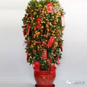  家居风水金桔树有何作用
