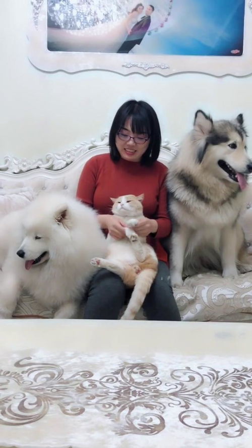  美女捡回橘猫,二哈和萨摩耶惨被忽视,女主人和猫咪把两只狗气出表情包