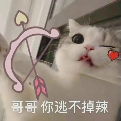 沙雕搞笑表情包好羞涩呢