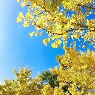  微信头像最吉利招财的微信头像