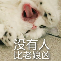  恶搞白猫表情包