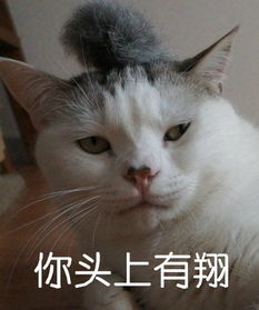  二楼定律羞羞特辑2.0