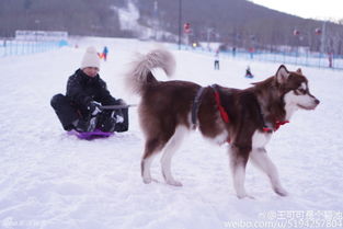  国民老公太会玩王思聪让爱犬拉雪橇