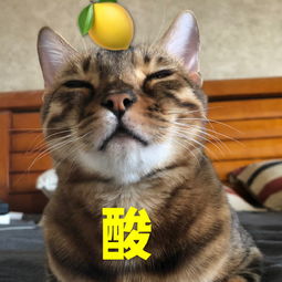  猫奴必备表情包,危险系数极高的噬元兽就快统治地球啦