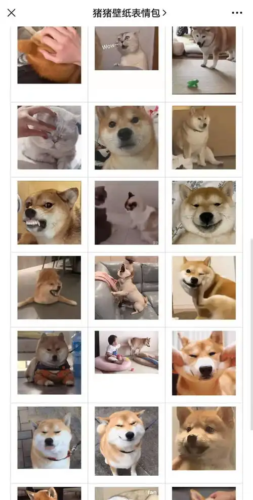  可爱的小动物表情包,柴犬表情包,猫猫表情包
