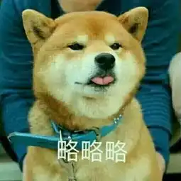  略略略柴犬表情包无水印版