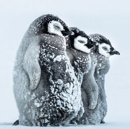  南极帝企鹅宝宝抵御暴风雪画面