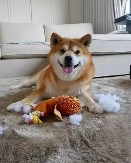  日本一柴犬因笑容治愈走红网络网友承包了我2018年的头像