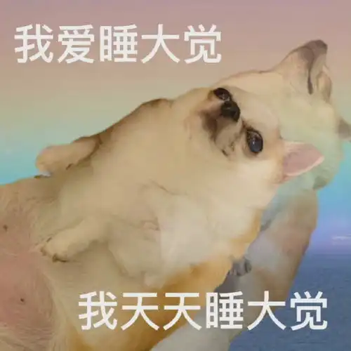 摆烂的表情包什么意思文