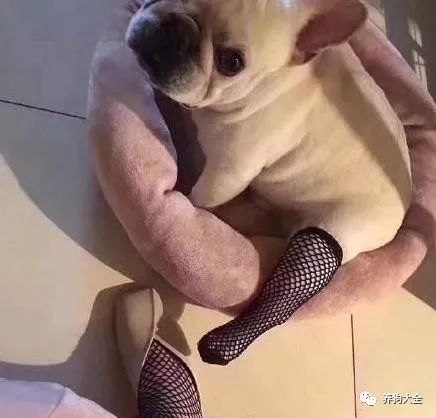  细数那些沙雕铲屎官给狗子做的造型,狗什么,原来我是个狗