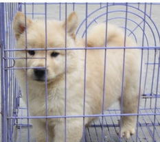  纯种秋田犬,不要上千块,现在抓紧机会800元哟