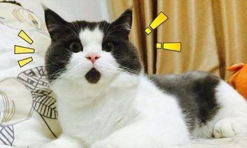  不信你没用过它的表情包爆红网络的惊讶猫其实一点也不惊讶