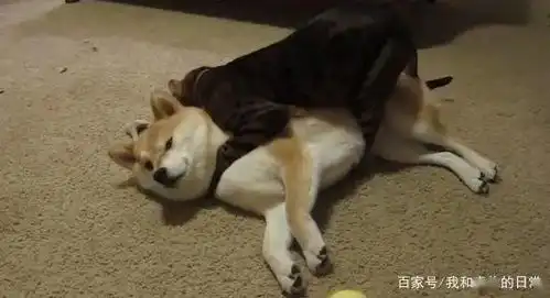  霸道猫咪熊抱同伴狂舔毛,柴犬无可奈何露出眼神死表情