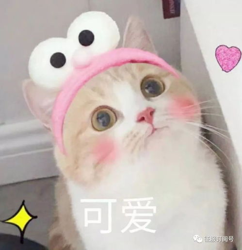  寻首届征服锦鲤火热进行中,独宠一人送全部黄色稀有神纹啦更有双旦答题活动趣味来袭