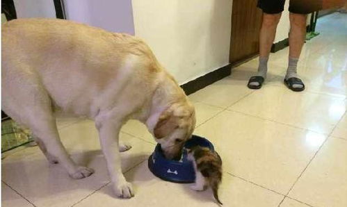  猫咪和狗狗擦出爱情火花猫咪偷看狗狗洗澡,表情萌翻主人