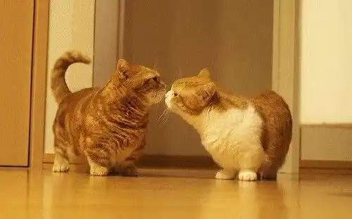 配猫公猫不主动