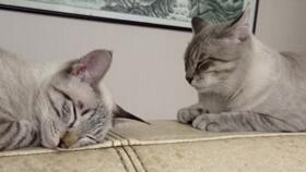  猫猫表情包大赏并没有黑他的意思努力创造更多表情包