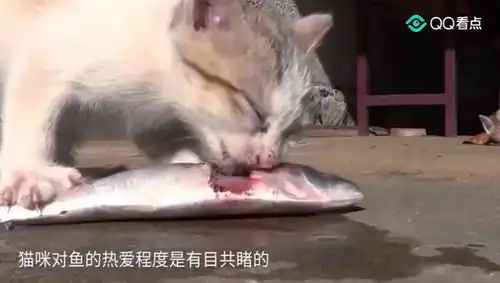  当猫咪遇上冰面下的鱼,又抓又挠撒泼打滚,这咋抓都抓不住