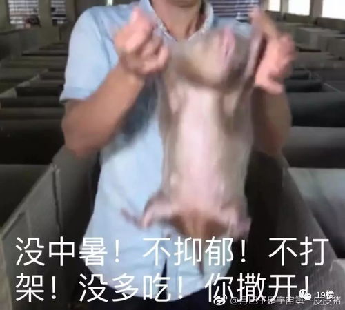是真的吗系列表情包更年
