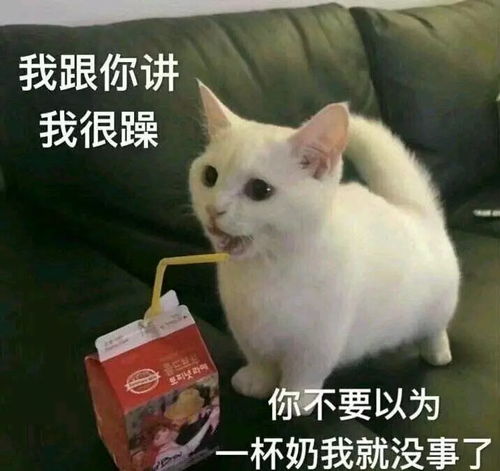  可爱的猫咪