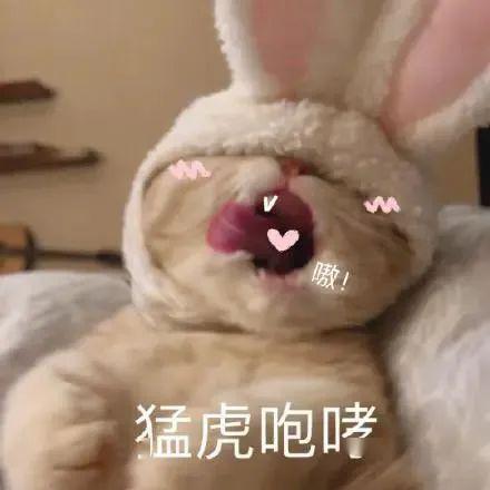  猫咪表情包做啥啥不对,天天只会睡