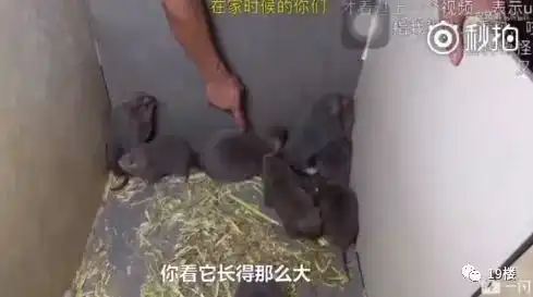  竹鼠杀手华农兄弟火了吃竹鼠的一百种理由了解一下