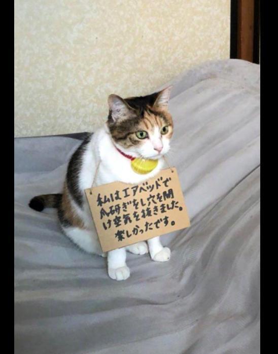  猫把空气床抓坏了,于是主人在它脖上挂了牌子,这表情很委屈了