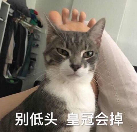  最近新收集的一波猫咪表情包,来收图吧
