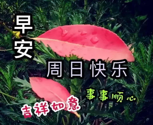  天未老,人有情,爱永恒,新一天,只愿你,永健康,更美丽,早安祝福