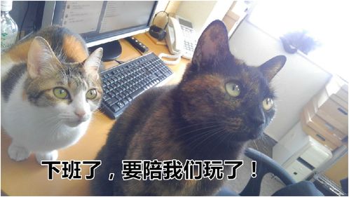  日本画风奇特的it公司上班时间可以随意吸猫