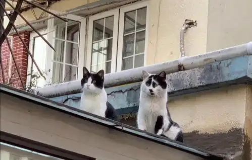  俗话说猫丑不怕巷子深,又丑又萌的表情包来了,不看后悔系列