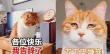  橘猫表情包减肥,我不吃,别逼我,主人委屈,看着好心酸生活