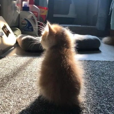  2023最新软萌猫咪背影可爱图片
