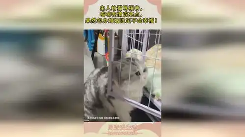  主人给猫咪相亲,喵咪表情成亮点,果然包办婚姻注定不会幸福