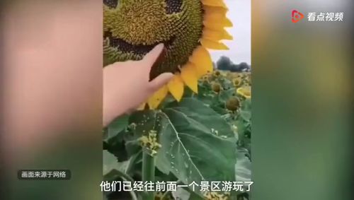  向日葵被游客抠成表情包